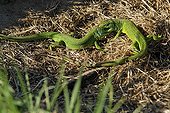 Fight European Green Lizards males France