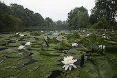 Water lily in bloom Utrecht Netherlands