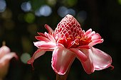 Torch ginger flower Martinique