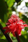 Torch ginger flower Martinique
