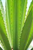 Spiny leaves of an Agave Martinique