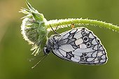 Marbled White covered with morning dew Normandy France