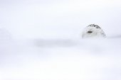 Snowy Owl ground during a snowstorm Québec Canada