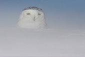Snowy Owl ground during a snowstorm Canada