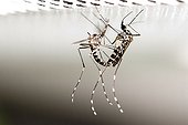 Asian Tiger Mosquito mating in a breeding cage Spain ; Species native to the tropical and subtropical areas of Southeast Asia, but successfully adapted to cooler regions, it can transmit pathogens and viruses, such as, the West Nile Virus, Yellow fever virus, St. Louis Encephalitis, Dengue fever, and Chikungunya fever...