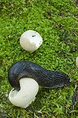 Black slug feeding on Puffball mushroom on moss Spain