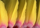 Hibiscus flower
