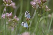 Silver-studded Blues couple landed on inflorescence ; Site: nature reserve of Val d'Escreins in the massif of Font Sancte