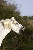 Male Camargue Horse looking for a female in Camargue France