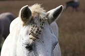 Camargue Horse with Burrdock fruit in the Camargue France ; Such attachment has inspired the system of loop fasteners, also called scratch or Velcro (marketed by the trademark Velcro International BV), invented by George de Mestral, a Swiss engineer, in 1948.