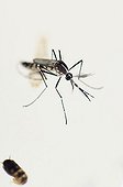Asian Tiger Mosquito male Spain ; Species native to the tropical and subtropical areas of Southeast Asia, but successfully adapted to cooler regions, it can transmit pathogens and viruses, such as, the West Nile Virus, Yellow fever virus, St. Louis Encephalitis, Dengue fever, and Chikungunya fever...