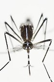 Asian Tiger Mosquito male Spain ; Species native to the tropical and subtropical areas of Southeast Asia, but successfully adapted to cooler regions, it can transmit pathogens and viruses, such as, the West Nile Virus, Yellow fever virus, St. Louis Encephalitis, Dengue fever, and Chikungunya fever...