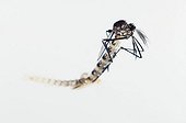 Birth of a male Asian Tiger Mosquito Spain ; Species native to the tropical and subtropical areas of Southeast Asia, but successfully adapted to cooler regions, it can transmit pathogens and viruses, such as, the West Nile Virus, Yellow fever virus, St. Louis Encephalitis, Dengue fever, and Chikungunya fever...