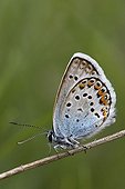 Silver-studded Blue landed on twig Alps
