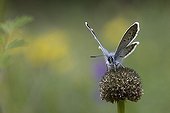 Silver-studded Blue landed on inflorescence Alps ; Site: Nature Reserve of Val d'Escreins in the Massif Font Sancte