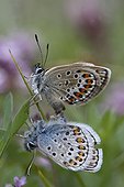 Mating of silver-studded Blues landed on leaf Alps ; Site: Nature Reserve of Val d'Escreins in the Massif Font Sancte