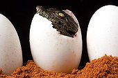 Nil Crocodile hatching in Pierrelatte farm France