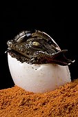 Nil Crocodile hatching in Pierrelatte farm France