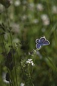 Silver-studded Blue on a inflorescence of poaceae Alps ; Site: Nature reserve of Val d'Escreins in the Massif Font Sancte