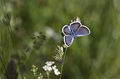 Silver-studded Blue on a inflorescence of poaceae Alps ; Site: Nature reserve of Val d'Escreins in the Massif Font Sancte