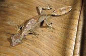 Satanic Leaf Tailed Gecko on a leaf Madagascar