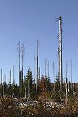 Coniferous forest after a bark beetle attack
