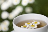 Feverfew herb tea in a cup and flowers France