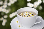 Feverfew herb tea in a cup and flowers France