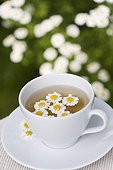 Feverfew herb tea in a cup and flowers France