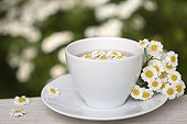 Feverfew herb tea in a cup and flowers France