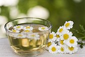 Feverfew herb tea in a cup and flowers France