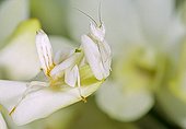 Malaysian orchid mantis on a flower