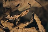 Dead leaf mantis Madagascar