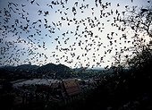 Bats flying above the village Thailand ; Cave of the Buddhist temple of Khao Chong Phran<br/>Province of Ratchaburi<br/>After a decline due to an unrestrained hunting, the millions of Bats which occupies this cave are protected by the law and guards and monks take care that neither disturb or capture any more these flying Mammals. The big troop which flies away at the end of the day will capture 30 to 40 tons of insects in only one night! The monks ensure the exploitation and the sale of the invaluable guano collected in the cave. As for the frugivorous Flying foxes, they pollinate precious fruit trees.