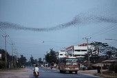 Bats flying above the village Thailand ; Cave of the Buddhist temple of Khao Chong Phran<br/>Province of Ratchaburi<br/>After a decline due to an unrestrained hunting, the millions of Bats which occupies this cave are protected by the law and guards and monks take care that neither disturb or capture any more these flying Mammals. The big troop which flies away at the end of the day will capture 30 to 40 tons of insects in only one night! The monks ensure the exploitation and the sale of the invaluable guano collected in the cave. As for the frugivorous Flying foxes, they pollinate precious fruit trees.