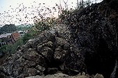 Bats flying out the Khao Chong Pran cave Thailand ; Cave of the Buddhist temple of Khao Chong Phran<br/>Province of Ratchaburi<br/>After a decline due to an unrestrained hunting, the millions of Bats which occupies this cave are protected by the law and guards and monks take care that neither disturb or capture any more these flying Mammals. The big troop which flies away at the end of the day will capture 30 to 40 tons of insects in only one night! The monks ensure the exploitation and the sale of the invaluable guano collected in the cave. As for the frugivorous Flying foxes, they pollinate precious fruit trees.