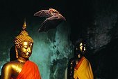 Roundleaf Bat flying in the Khao Chong Pran cave Thailand ; The Center for Fine Art Photography<br>Animalia Exhibition 2010<br>Cave of the Buddhist temple of Khao Chong Phran<br/>Province of Ratchaburi<br/>After a decline due to an unrestrained hunting, the millions of Bats which occupies this cave are protected by the law and guards and monks take care that neither disturb or capture any more these flying Mammals. The big troop which flies away at the end of the day will capture 30 to 40 tons of insects in only one night! The monks ensure the exploitation and the sale of the invaluable guano collected in the cave. As for the frugivorous Flying foxes, they pollinate precious fruit trees.
