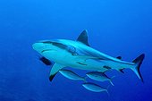 Grey reef shark followed by rainbow runners Red Sea ; Location: Sha'ab Rumi diving site.