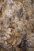Details of the bark of a Frankincense