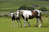 Brown and white piebald mare and her young foal Moors UK ; North Yorkshire Moors.