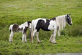 Black and white piebald mare and her young foal Moors UK ; North Yorkshire Moors.