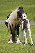 Black and white piebald mare and her young foal Moors UK ; North Yorkshire Moors.