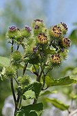 Close-up of the Great Burdock flowers in France