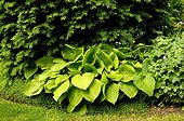Hosta in a plant massive France