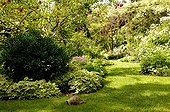 Ornamental plants and tortoise in a garden France