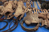 Seizures made by the Sumatran Rhinoceros Protection Unit ; Skulls of rhinoceros, elephants, tigers and cables for traps.