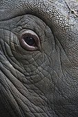 Eye of a Female Sumatran Rhinoceros ; This female rhino's habituation to humans could put her at risk.  Eventually she was transferred to a 10 hectares Sanctuary of rainforest where she could be better protected and possibly reproduce.<br>World population is below 400 individuals in 2006.<br>