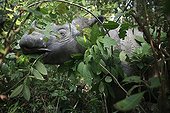 Female Sumatran Rhinoceros feeding on leaves in forest ; This female rhino's habituation to humans could put her at risk.  Eventually she was transferred to a 10 hectares Sanctuary of rainforest where she could be better protected and possibly reproduce.<br>World population is below 400 individuals in 2006.<br>