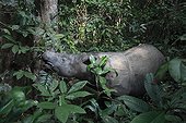 Female Sumatran Rhinoceros feeding on leaves in forest ; This female rhino's habituation to humans could put her at risk.  Eventually she was transferred to a 10 hectares Sanctuary of rainforest where she could be better protected and possibly reproduce.<br>World population is below 400 individuals in 2006.<br>