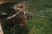 Close-up of Water boatman France